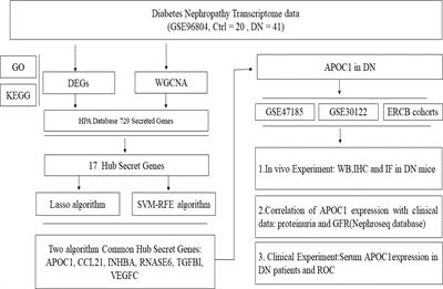 APOC1 as a novel diagnostic biomarker for DN based on machine learning algorithms and experiment